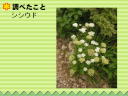 4 y[W