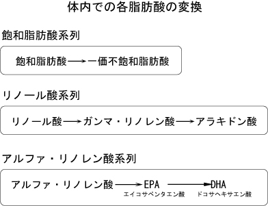 体内での各脂肪酸の変換