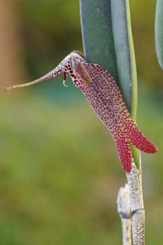 chocoensis