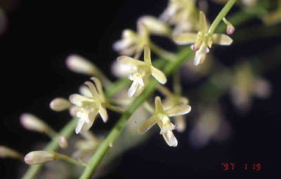 javanicum2