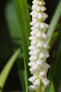 longifolia1