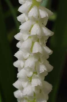 longifolia2