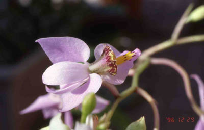 melanocaulon