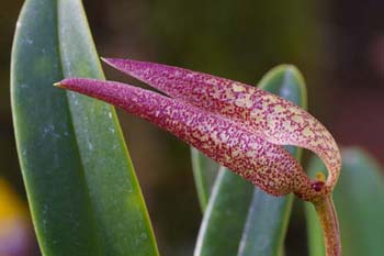 fritillariflorum