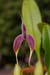 masdevalliaceum