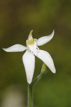 latifolia1