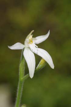 latifolia2