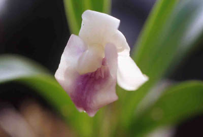 flaberiformis1