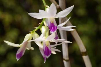 amethystoglossum