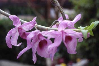 anosmum