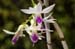 amethystoglossum