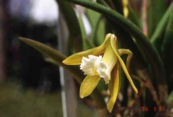 striolatum