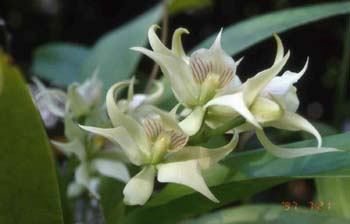 fragrans