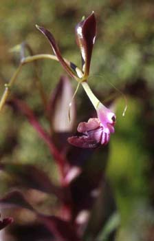 melanoporphrea