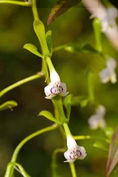 paniculatum