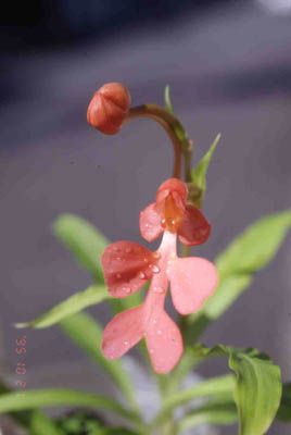 rhodocheila