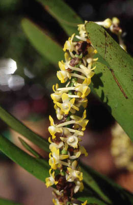 madagascariensis