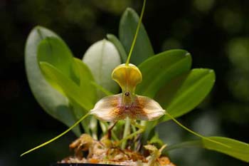 mandarina