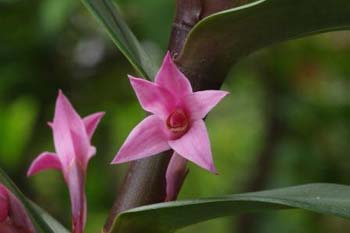 scalariformis