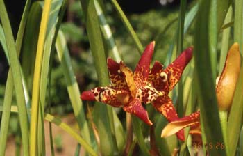 tenuifolia