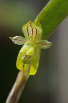 yauaperyensis2