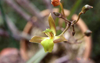 amazonica2