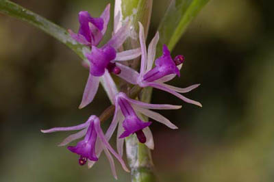 amethystina