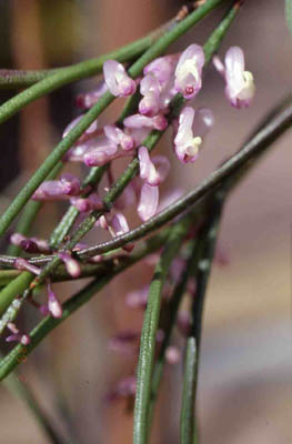 junchifolia