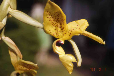 costaricensis