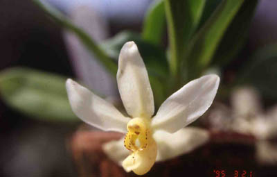 pallida1