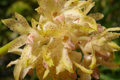 leontoglossum