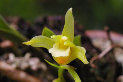 pallidiflorum