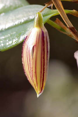 oblongifolium