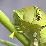 r[R