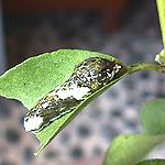 �S��c���[�P