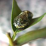 �S��c���[�Q