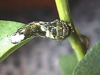 �S��c���[�R