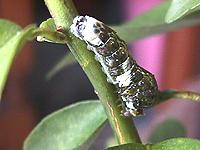 �S��c���[�S