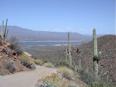 ��Ղ���̒���