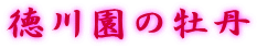 徳川園の牡丹