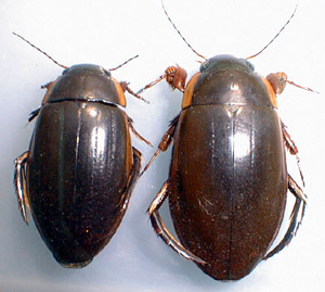 シャープゲンゴロウモドキ