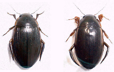 シャープゲンゴロウモドキ