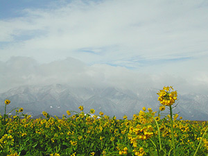 �}�C�A�~�l���΂̍؂̉Ԕ�����ΐ�