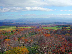 �ԉ��q��ӂ�