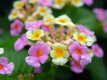 �����^�i�̉�