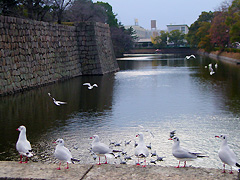 �ۋT��̖x�ɂ�