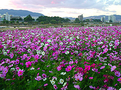 �E�̓n���̃R�X���X