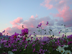 �E�̓n���̃R�X���X