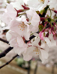 �����̍�