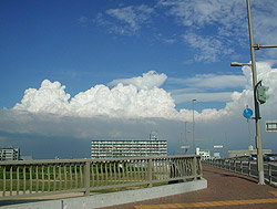 �H�̋�ɂ͌����Ȃ�